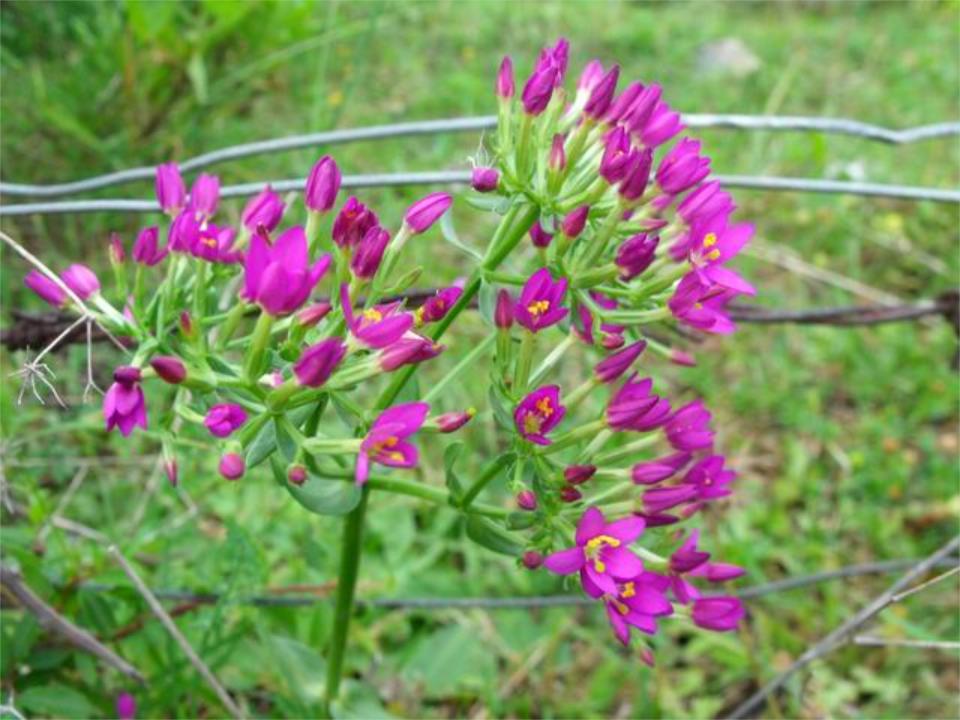 Centaurium erythraea